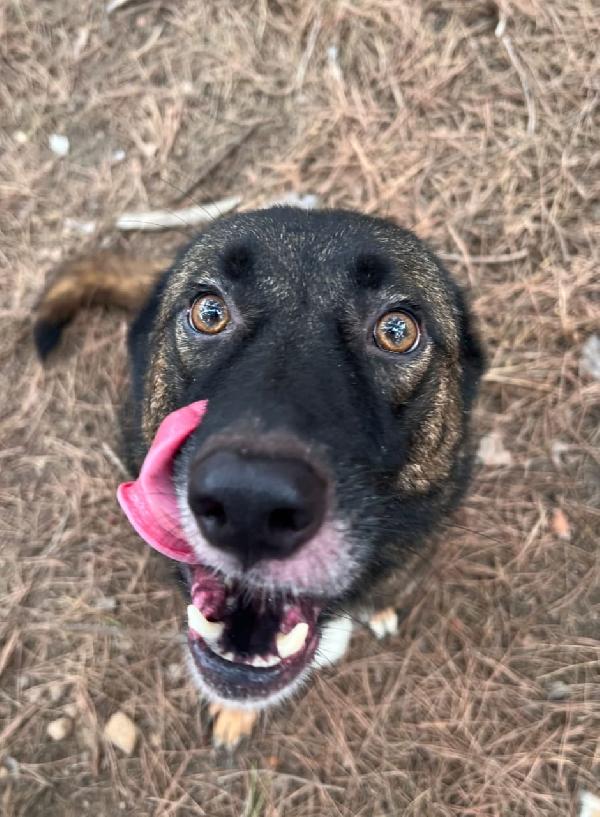 Carrie, simil Pastore del Caucaso Foto 2